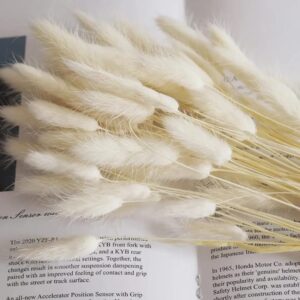 Dried natural bunny tail grass